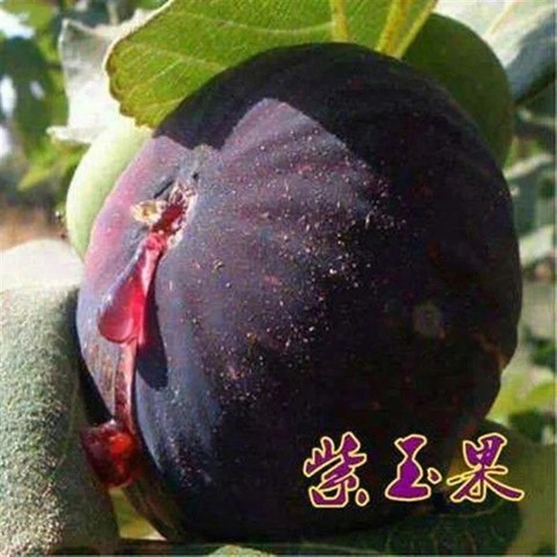 盆栽地栽无花果树苗日本紫果苗当年结果树日本紫果苗无花果树苗 1