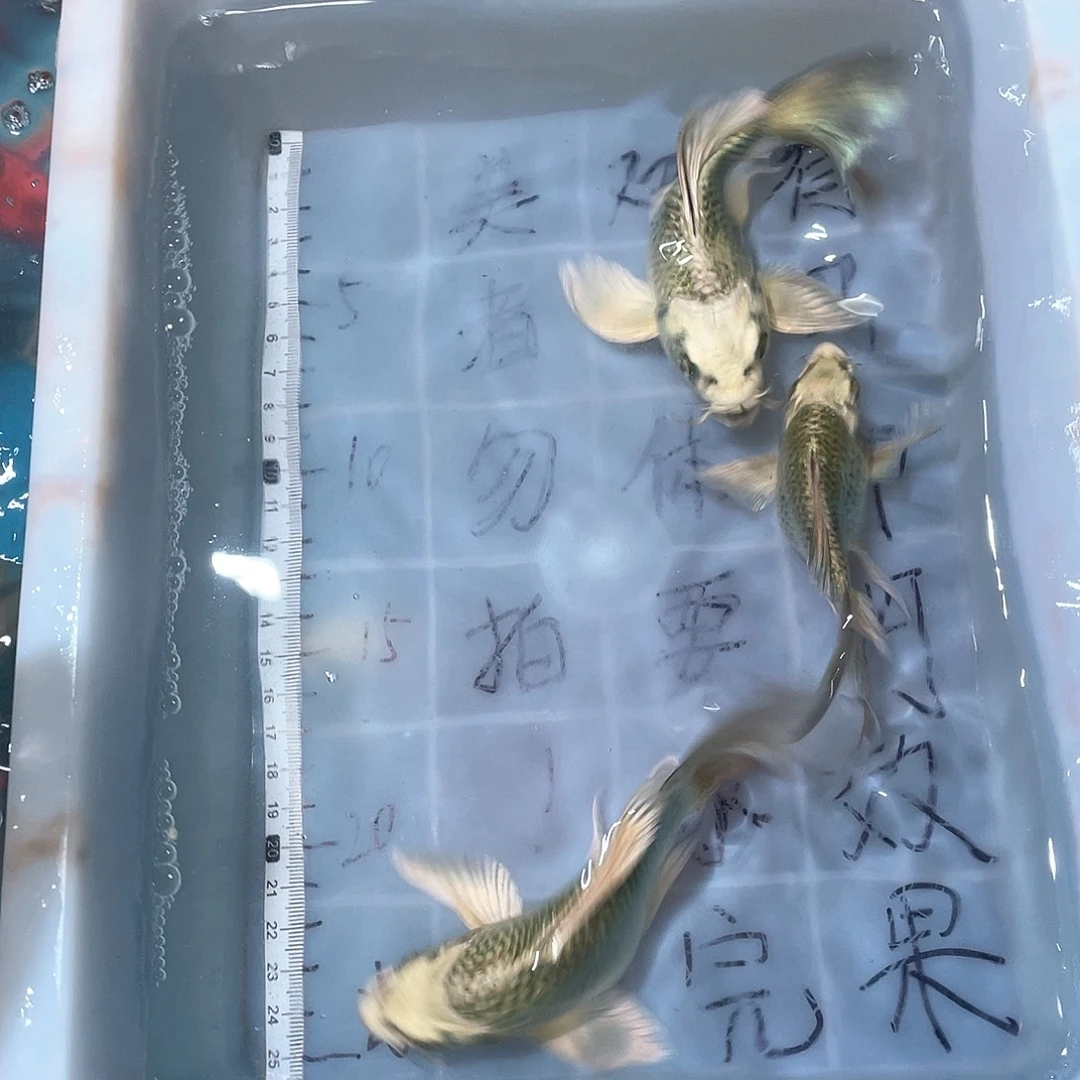 蝴蝶鲤渔场直发39