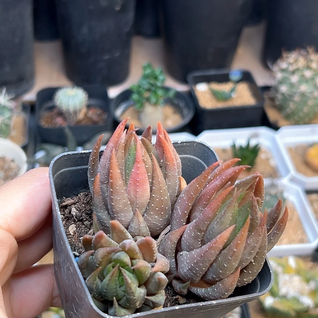 3头青桐硬叶十二卷