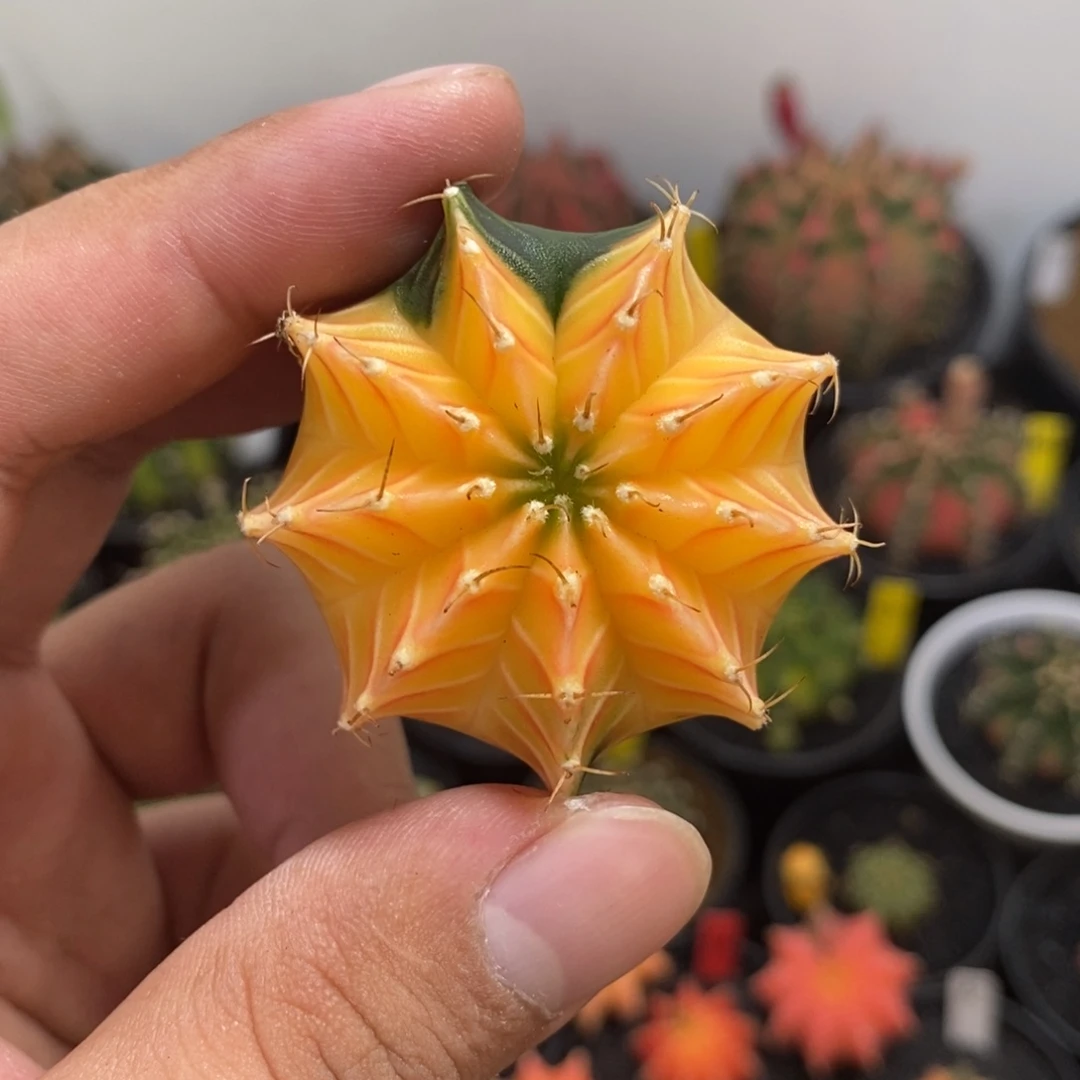 10泰系肋骨锦——脱土发货