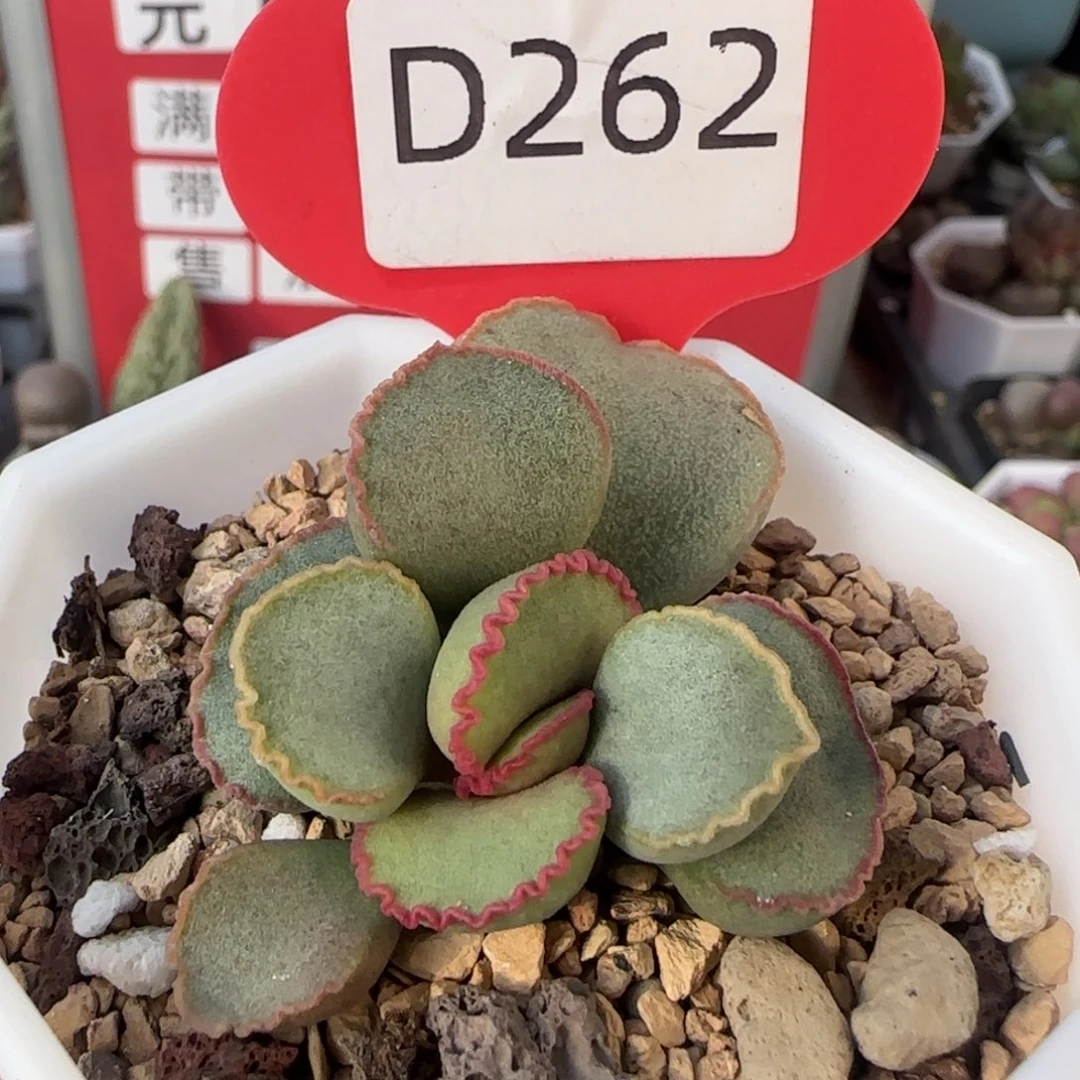 谷雨水泡多肉。      262。