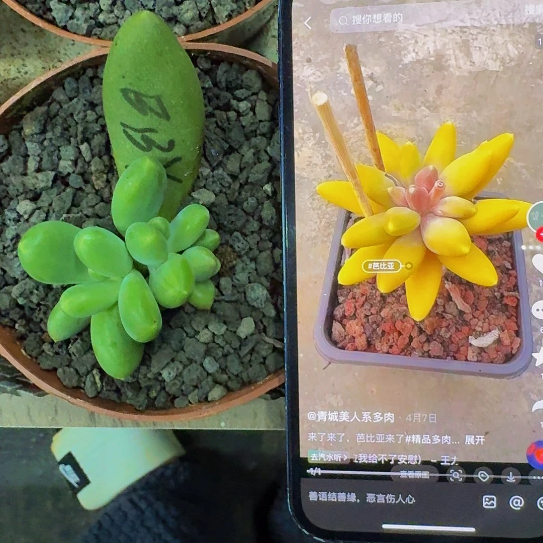 芭比亚 叶插  一物一拍