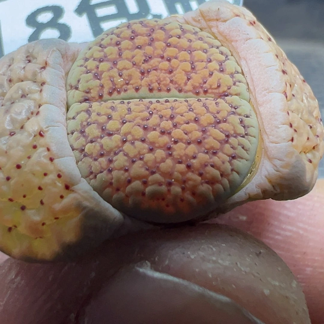 【闪购商品】 522.