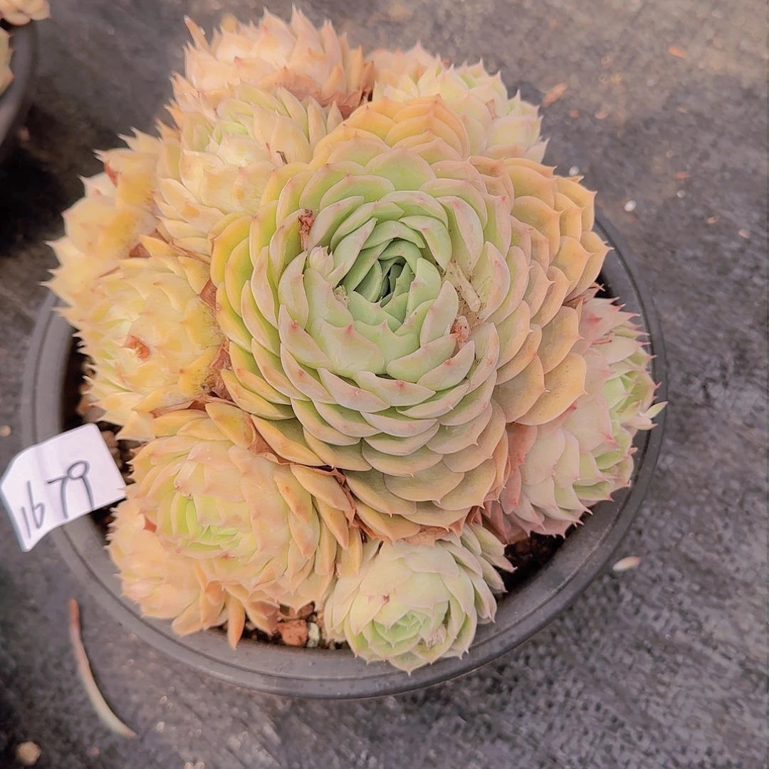 日*1679昂斯诺多肉