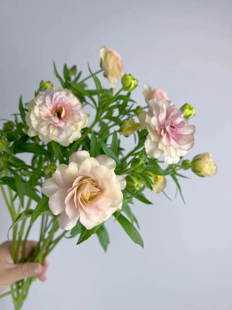 【专属浪漫】香槟蝴蝶洋牡丹 夏日精灵 云南基地直发