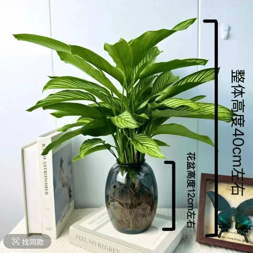 【基地精选】青纹竹芋水土培植物盆栽室内四季常青好养绿植