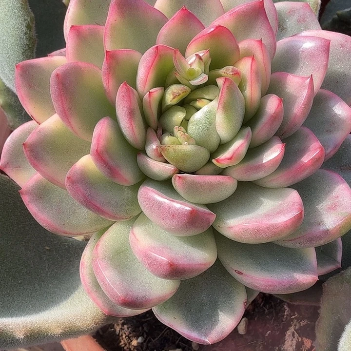 玫瑰东云锦多肉锦