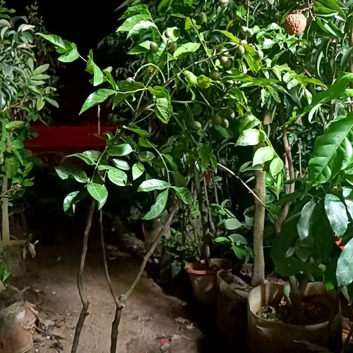 紫肉黄皮，带杯带叶发货