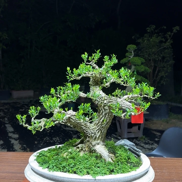 无花朵广东邹皮黄杨