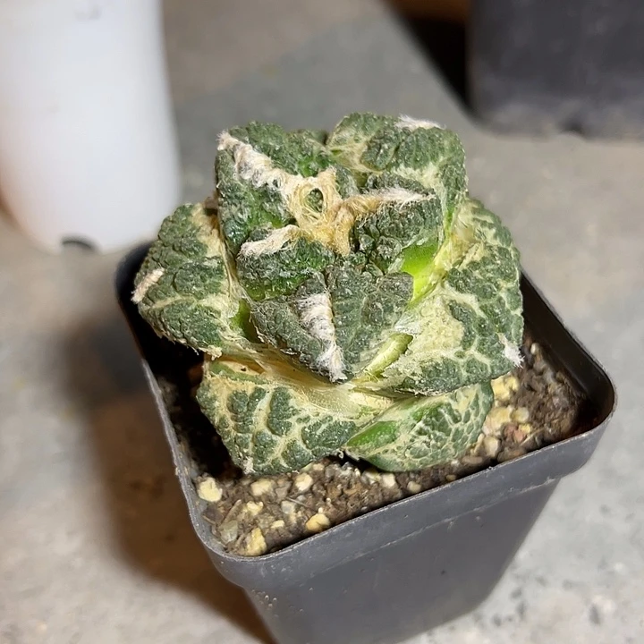 无花朵丸叶牡丹一物一拍