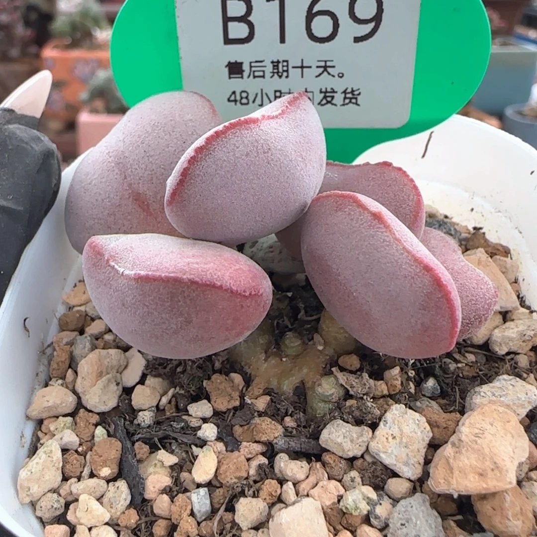 福利多多。     169。