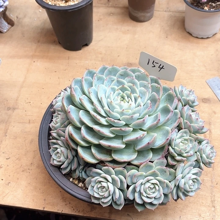 多肉植物，粉水晶154号