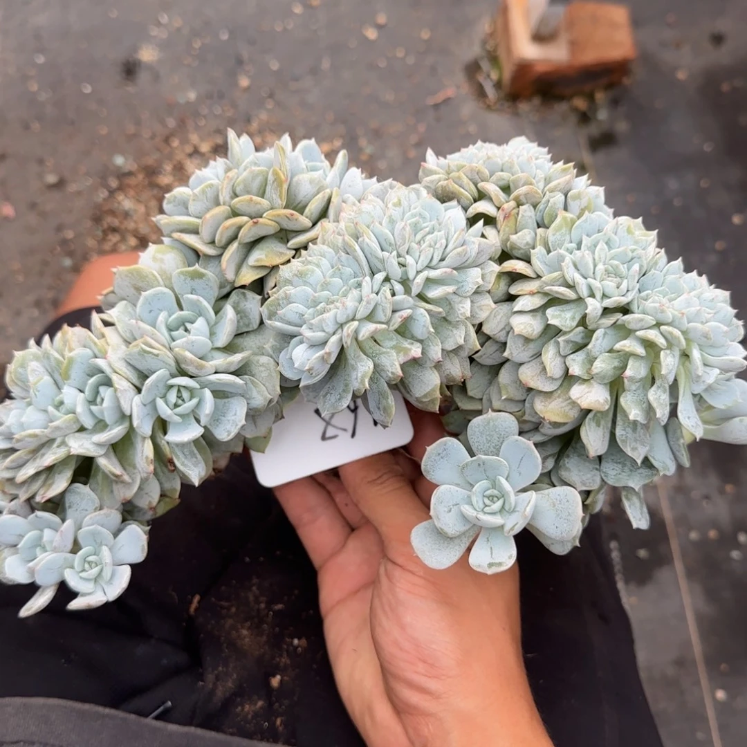 一物一拍劳林树缀168