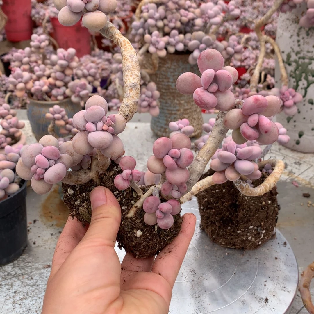 半*。桃蛋老桩不带盆两颗20号