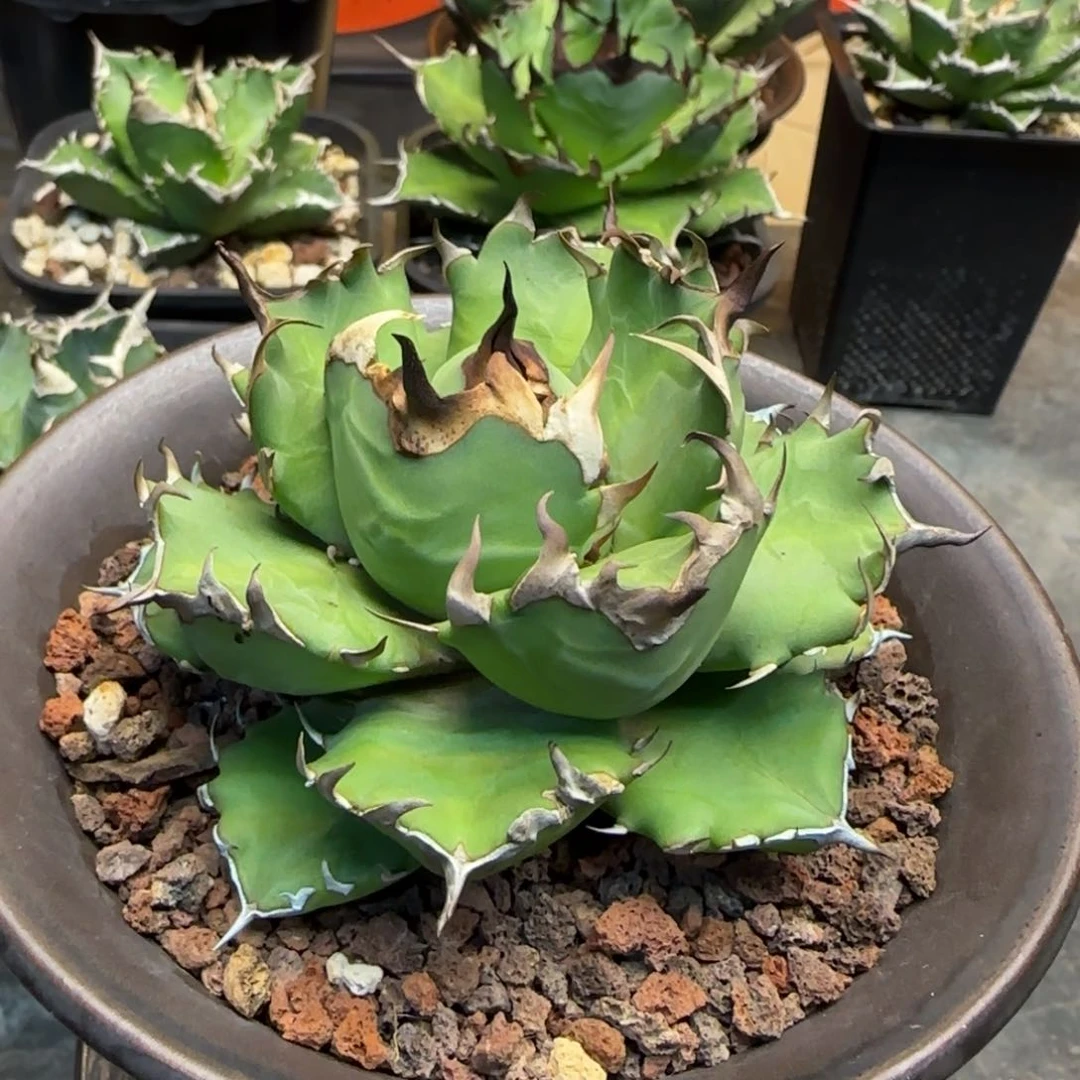 姬仁王冠龙舌兰啦