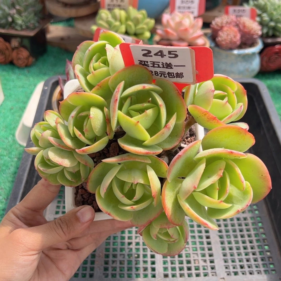 表妹精品多肉植物245.