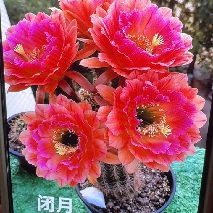 227毛闭月歪5公分左右无根侧牙，20包邮