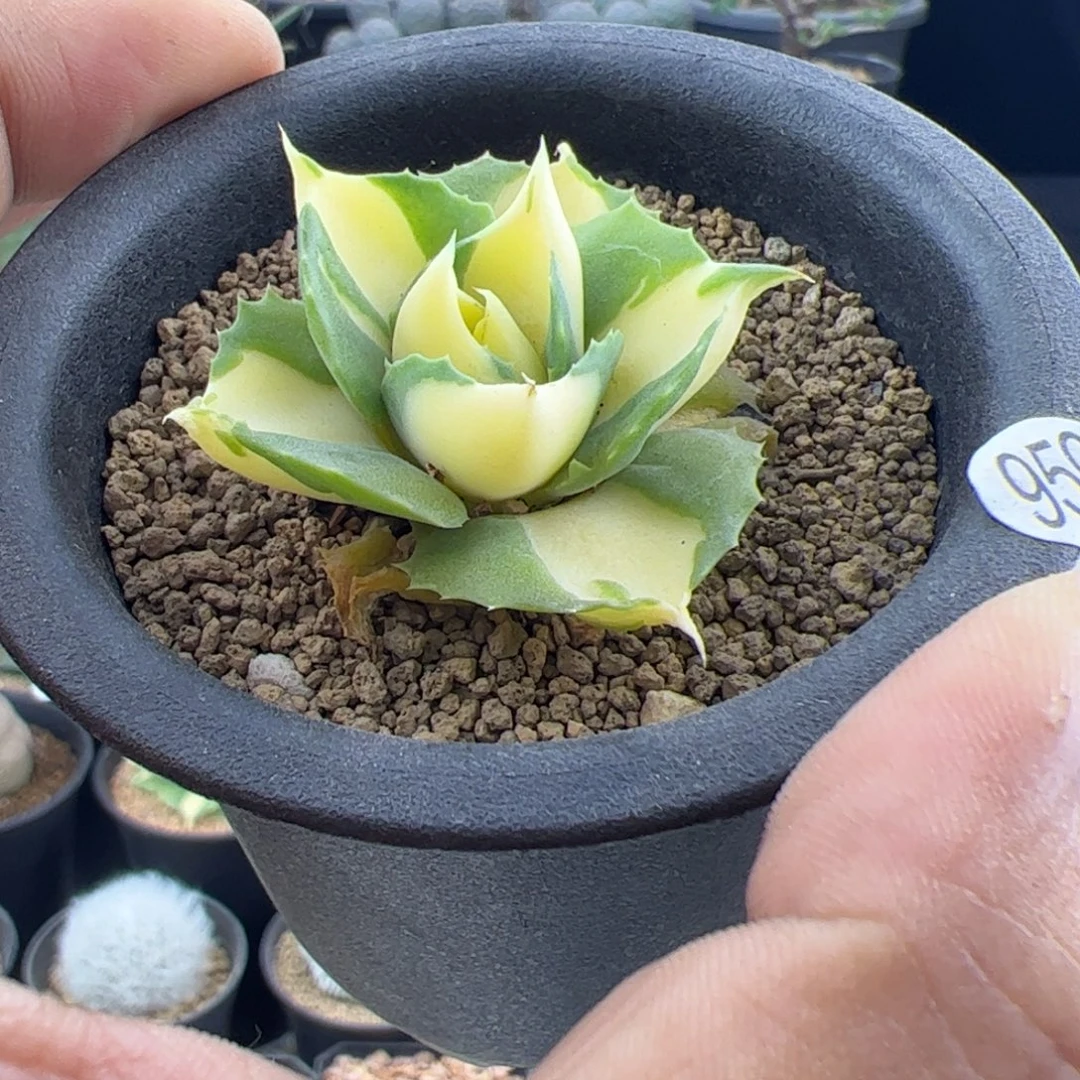 王妃雷神黄中斑龙舌兰一物一拍