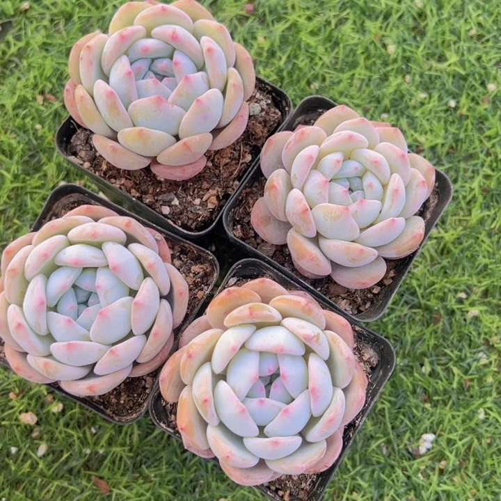 健健康康平平安安