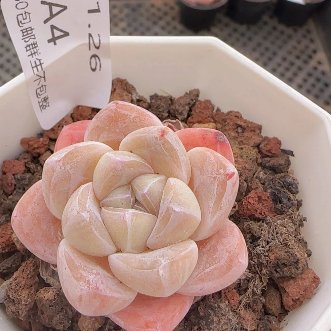 冰玉单头一颗脱土发货