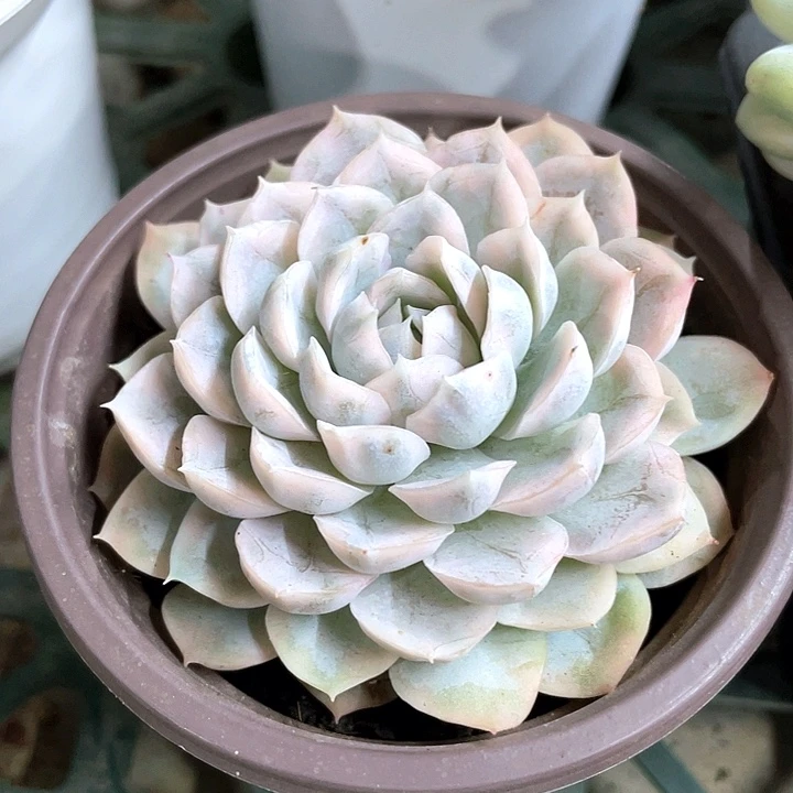 墨西哥雪球锦一物一拍