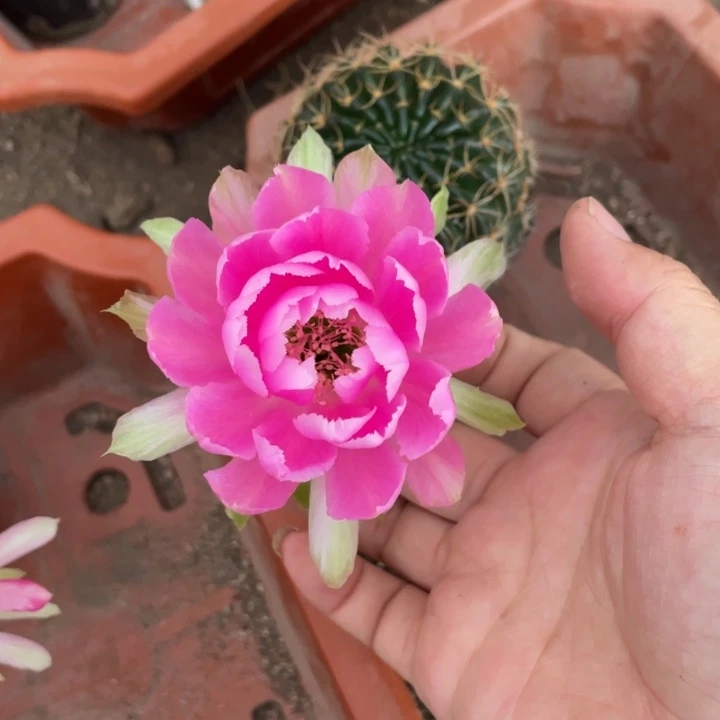 舒***心实生彩草摘花脱土