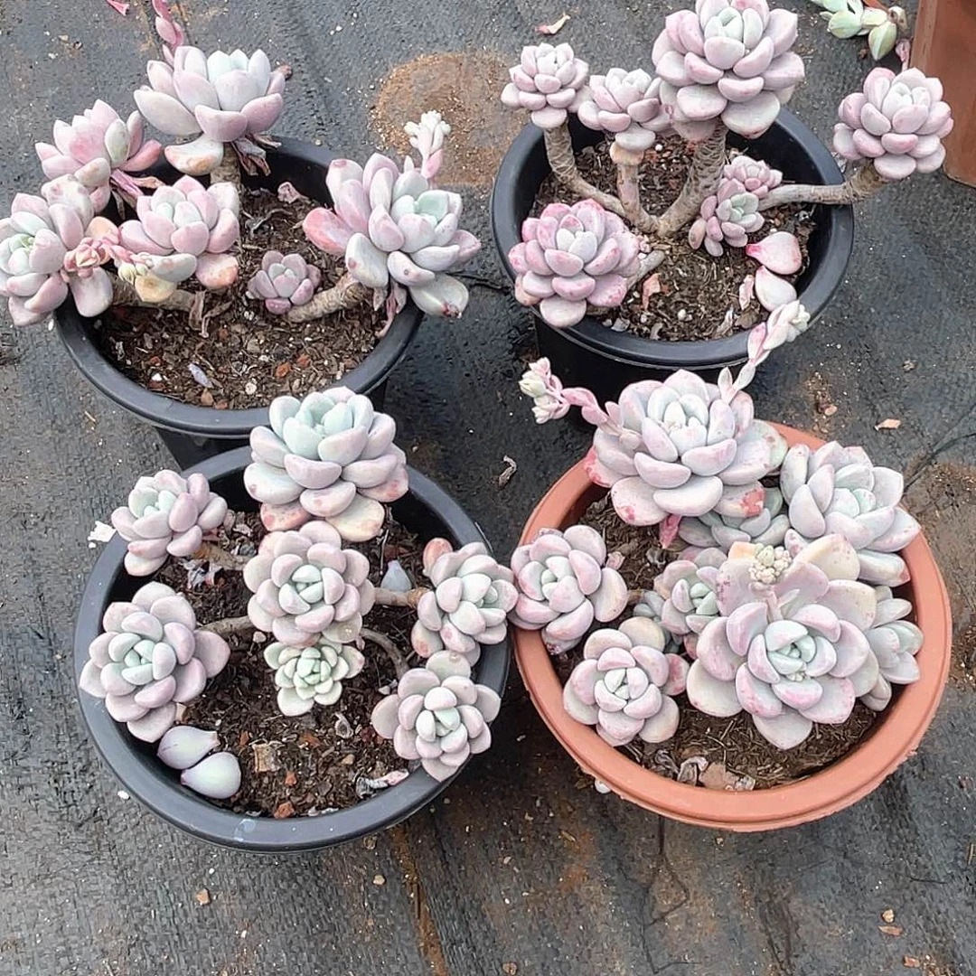 花瓣鹿9.9米  量拍多肉