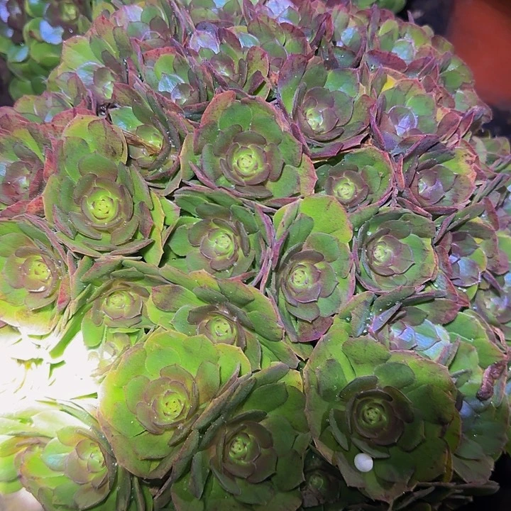 精品红心沙拉碗绣球朵朵三次掐心