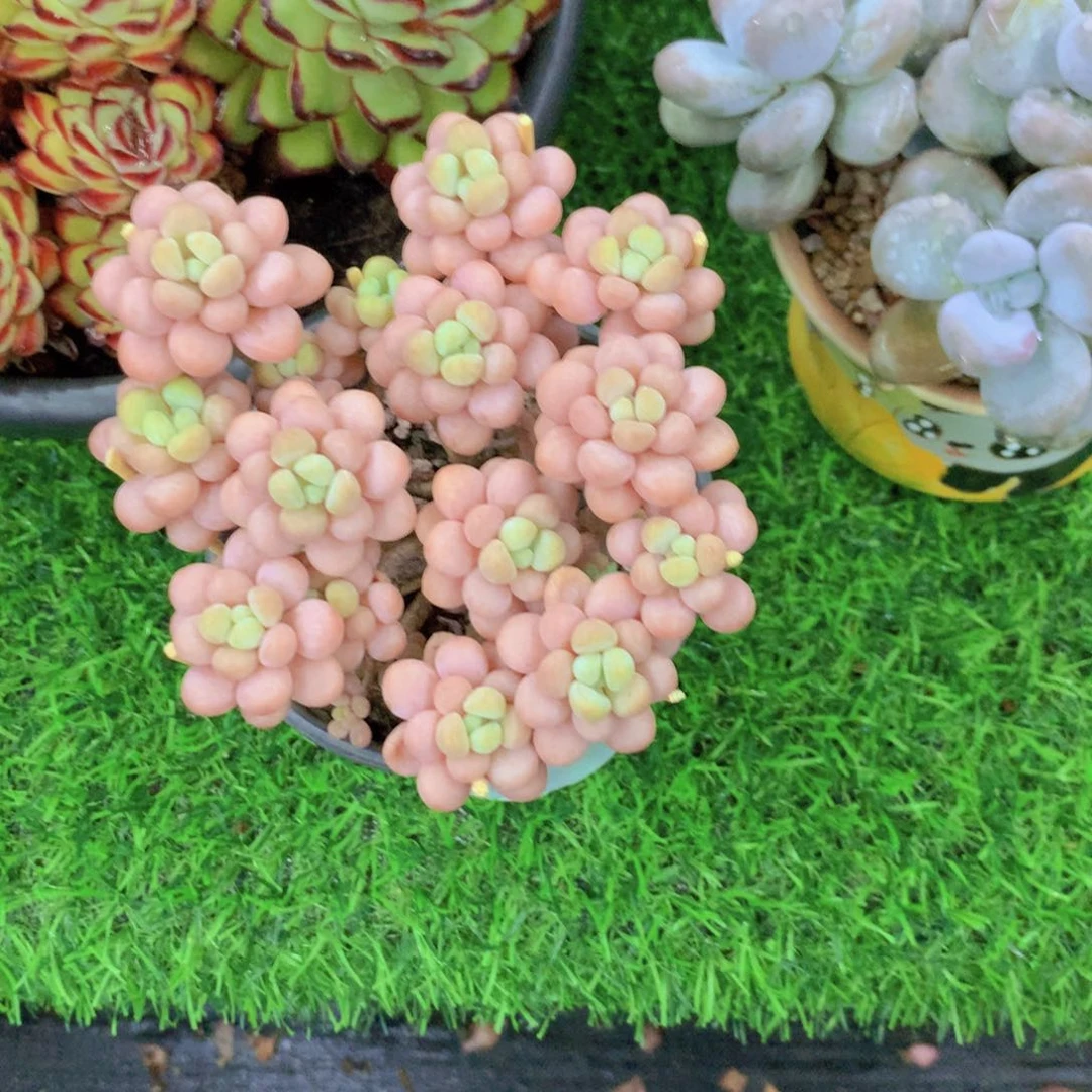 花***喵洛可可多肉植物一物一拍