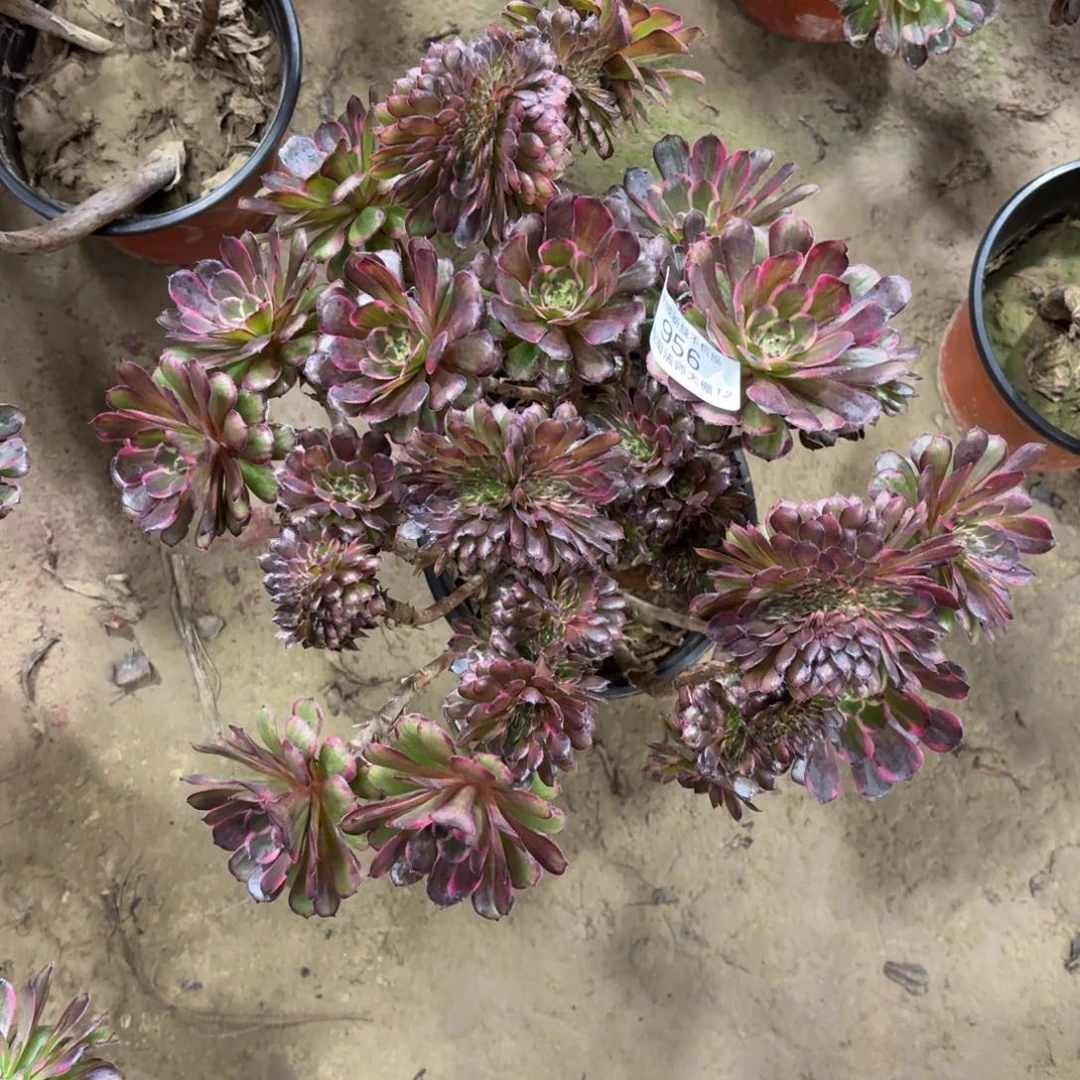 956黑金刚缀化丛林多肉植物