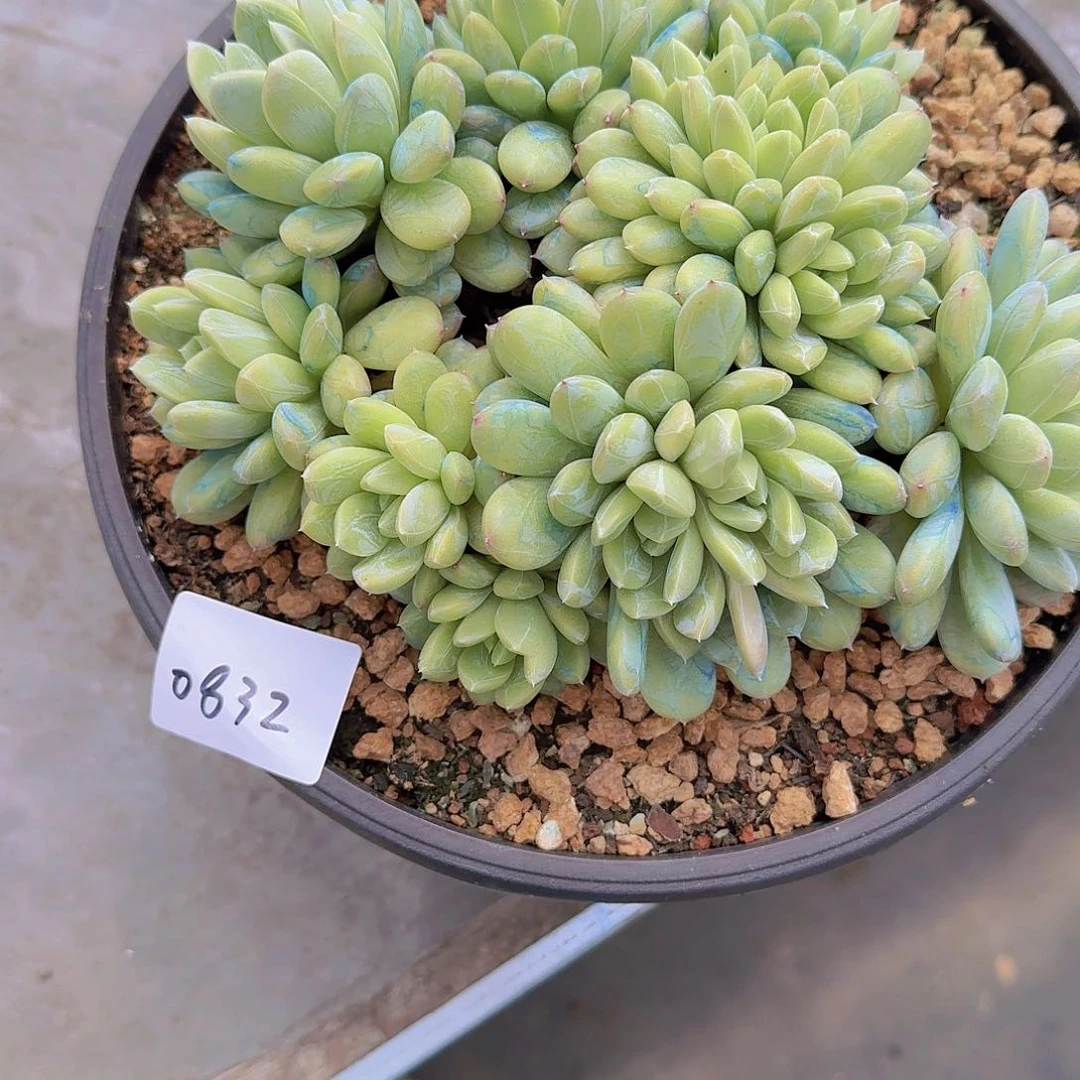 嘟*0832百搭翡翠多肉