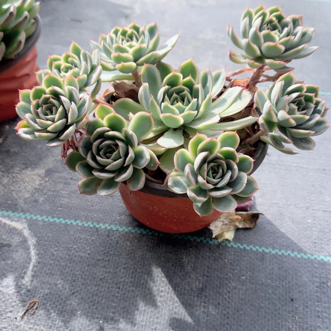 无花朵像侧影六头手捧