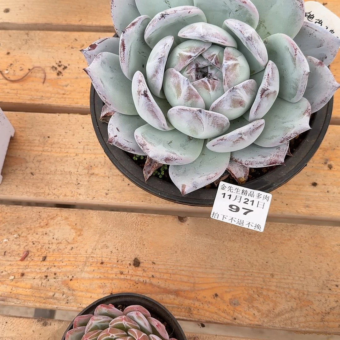 小****1121-97祖母绿大号