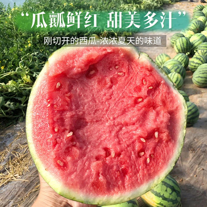 麒麟西瓜薄皮清甜多汁整箱发货孕妇适宜新鲜现摘自然成熟