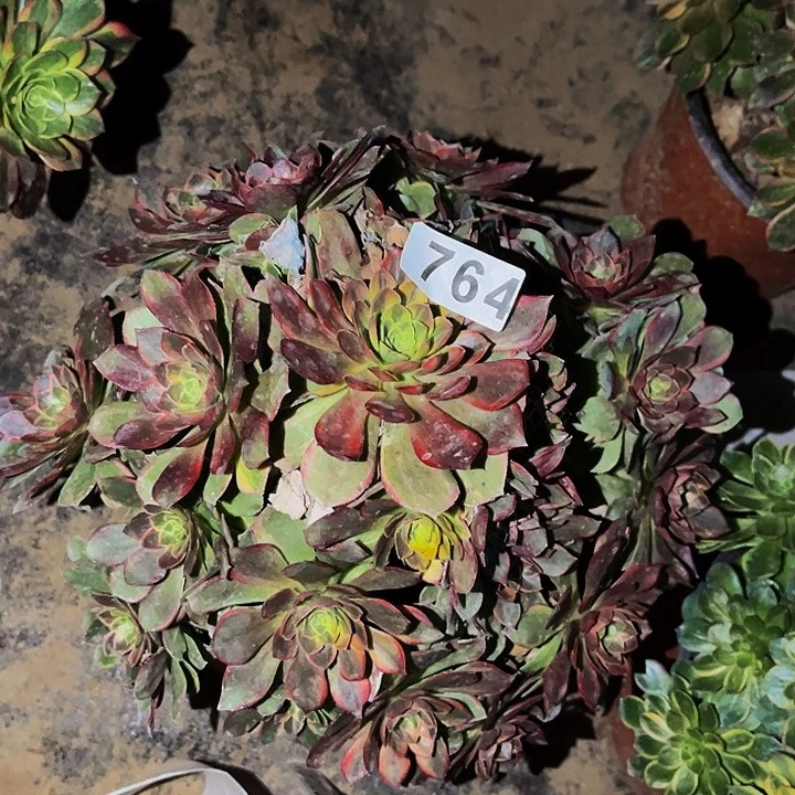 764黄金万两多肉植物处理不售后