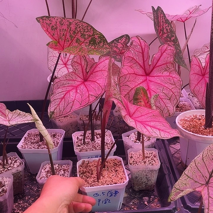 贝***爷无花朵安妮彩叶芋
