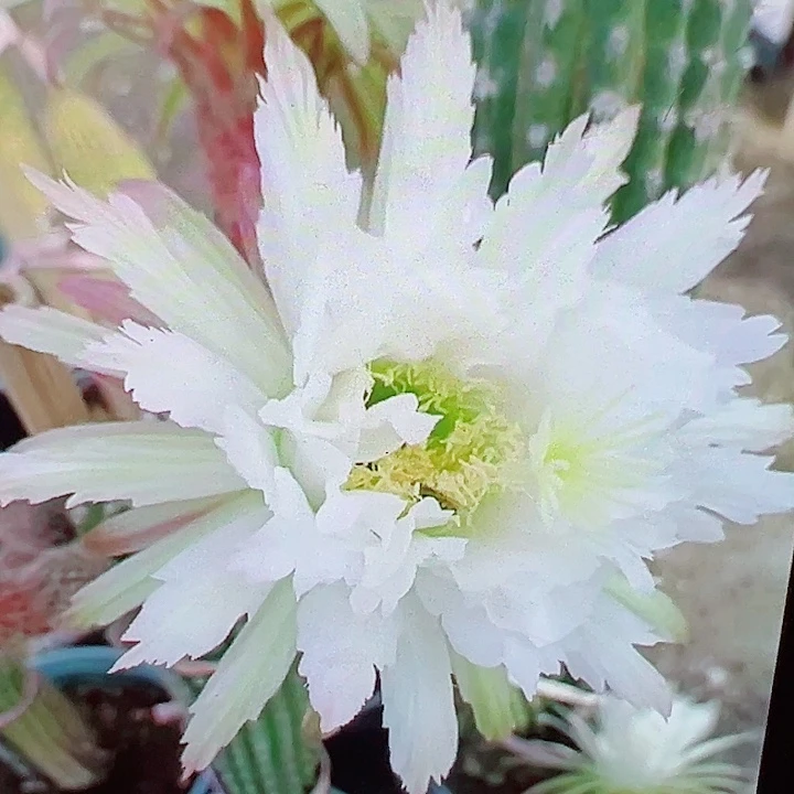 毛花柱 鹦鹉侧芽  福 满20包邮