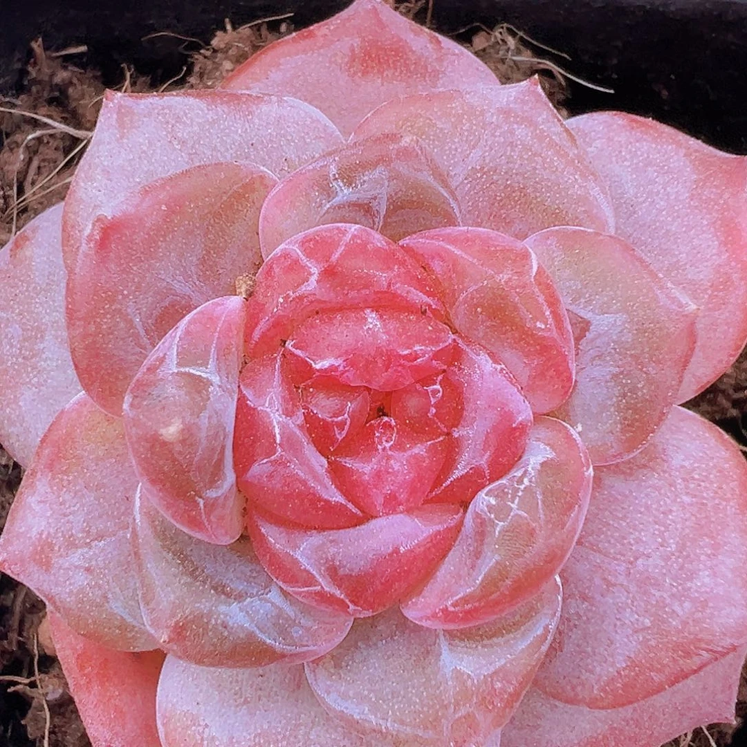 钻石冰魄2盆19包邮