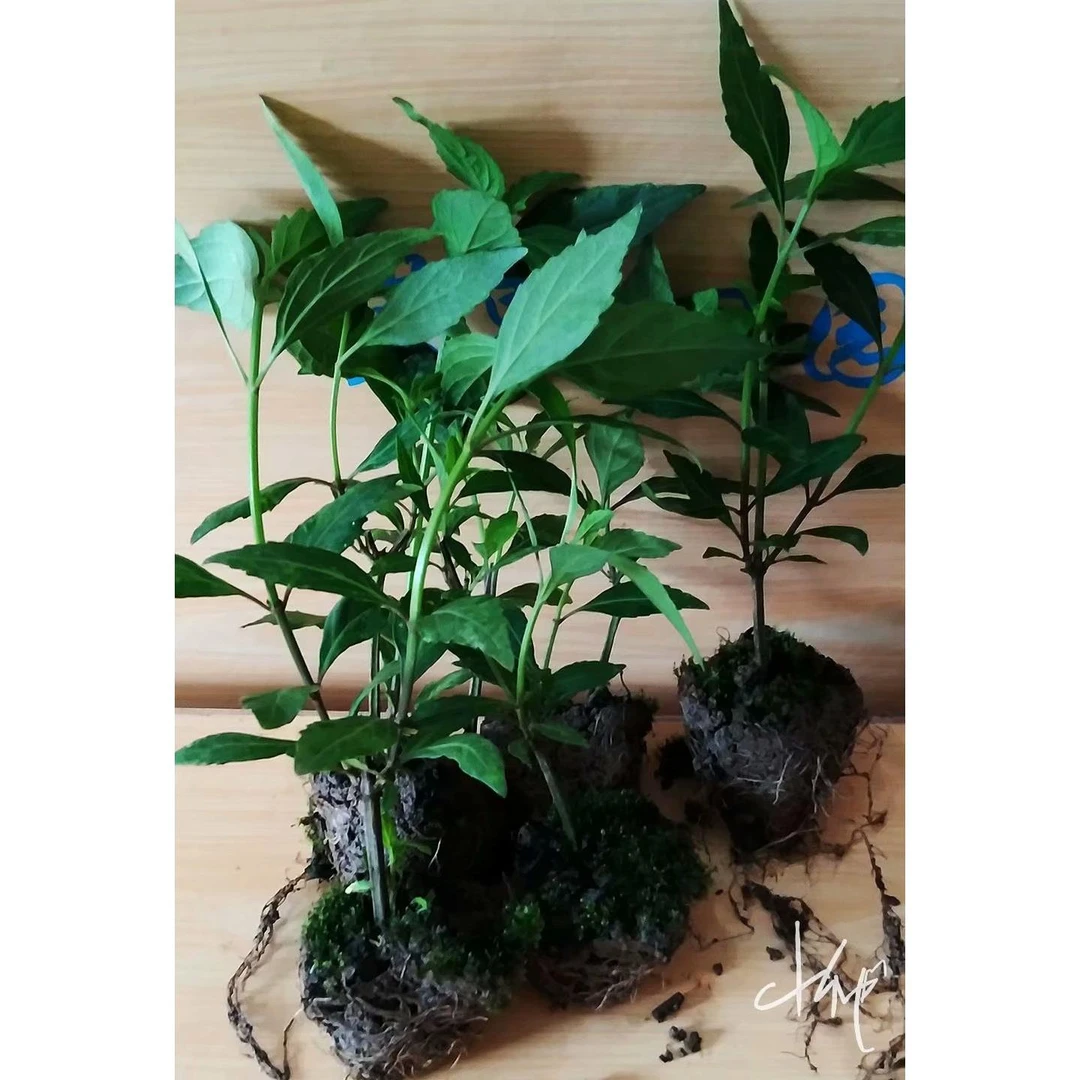 包邮猫须草苗药材苗植物新鲜降酸茶排酸茶化石草猫须草盆栽肾茶
