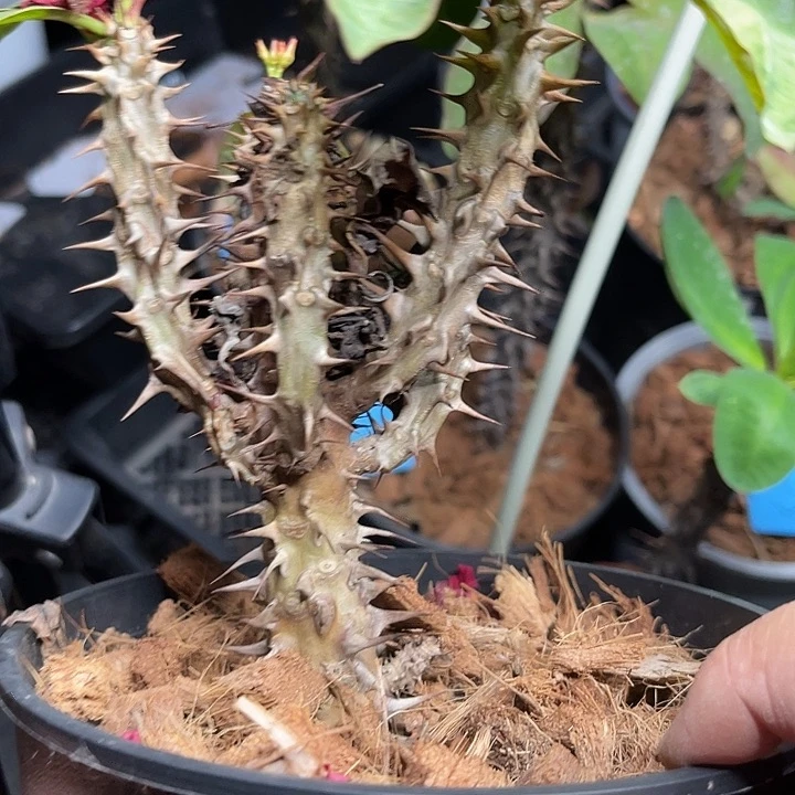 虎刺梅带根完美红40