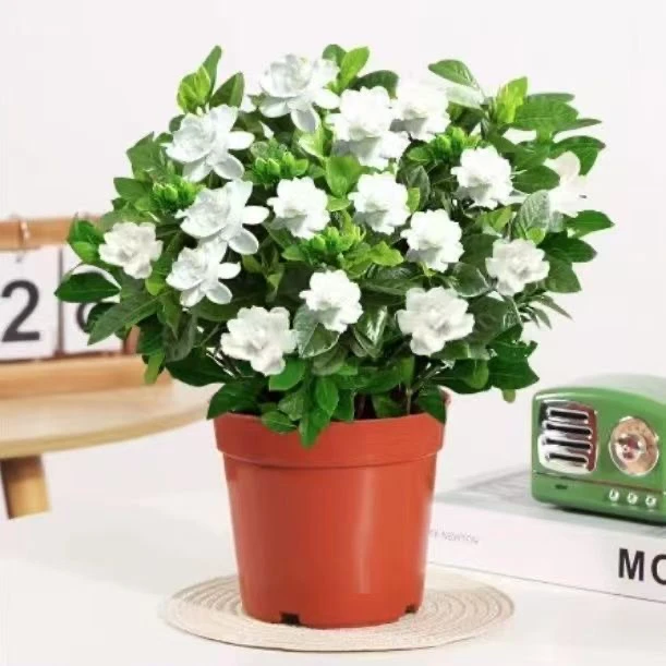 【大盆栀子花发货】栀子花盆栽室内绿植四季开花水培除甲醛