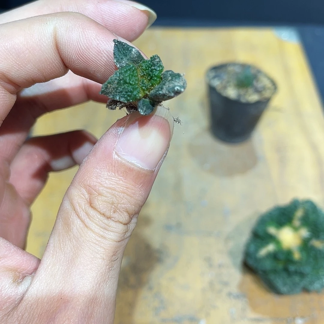 2cm实生背尤哥斯拉