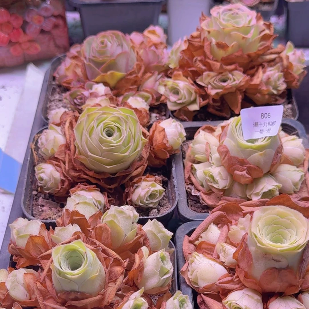 806 一筐一物一拍玫瑰