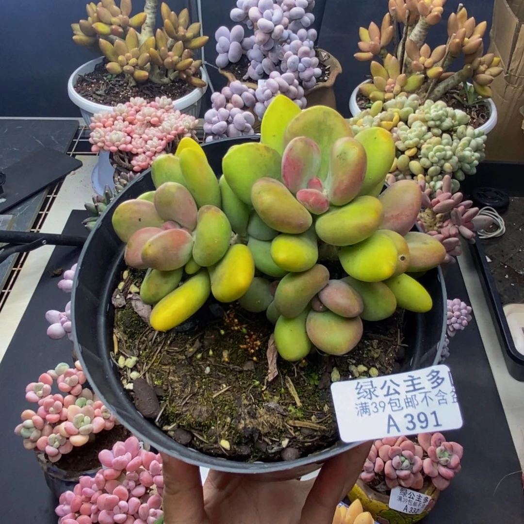 391芒果奶多肉11cm