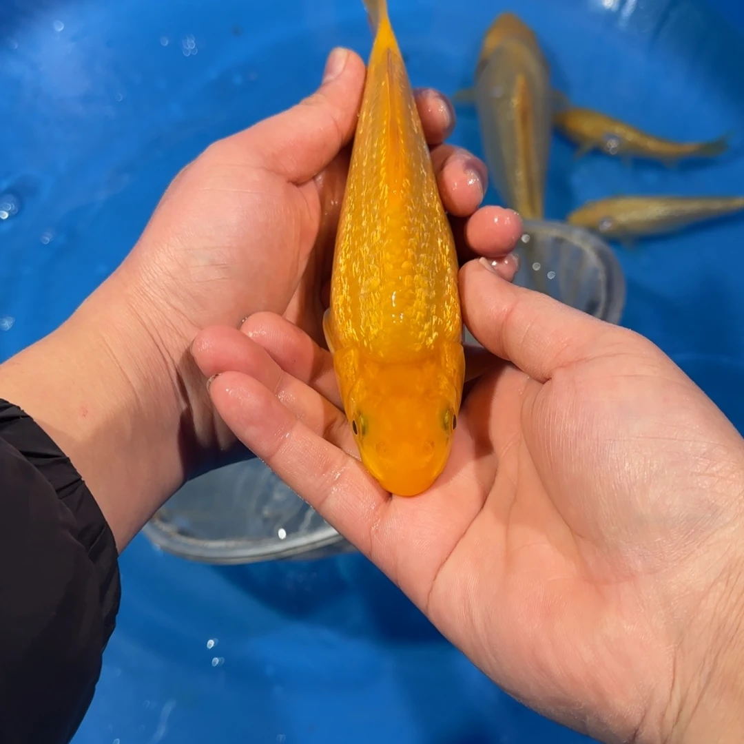 海水鱼大日银鳞黄猿10-70