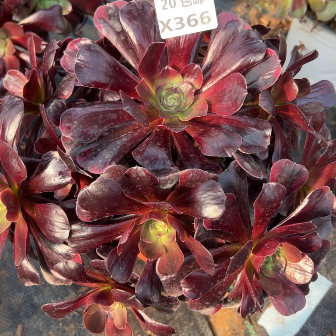 366爱神，满20包邮