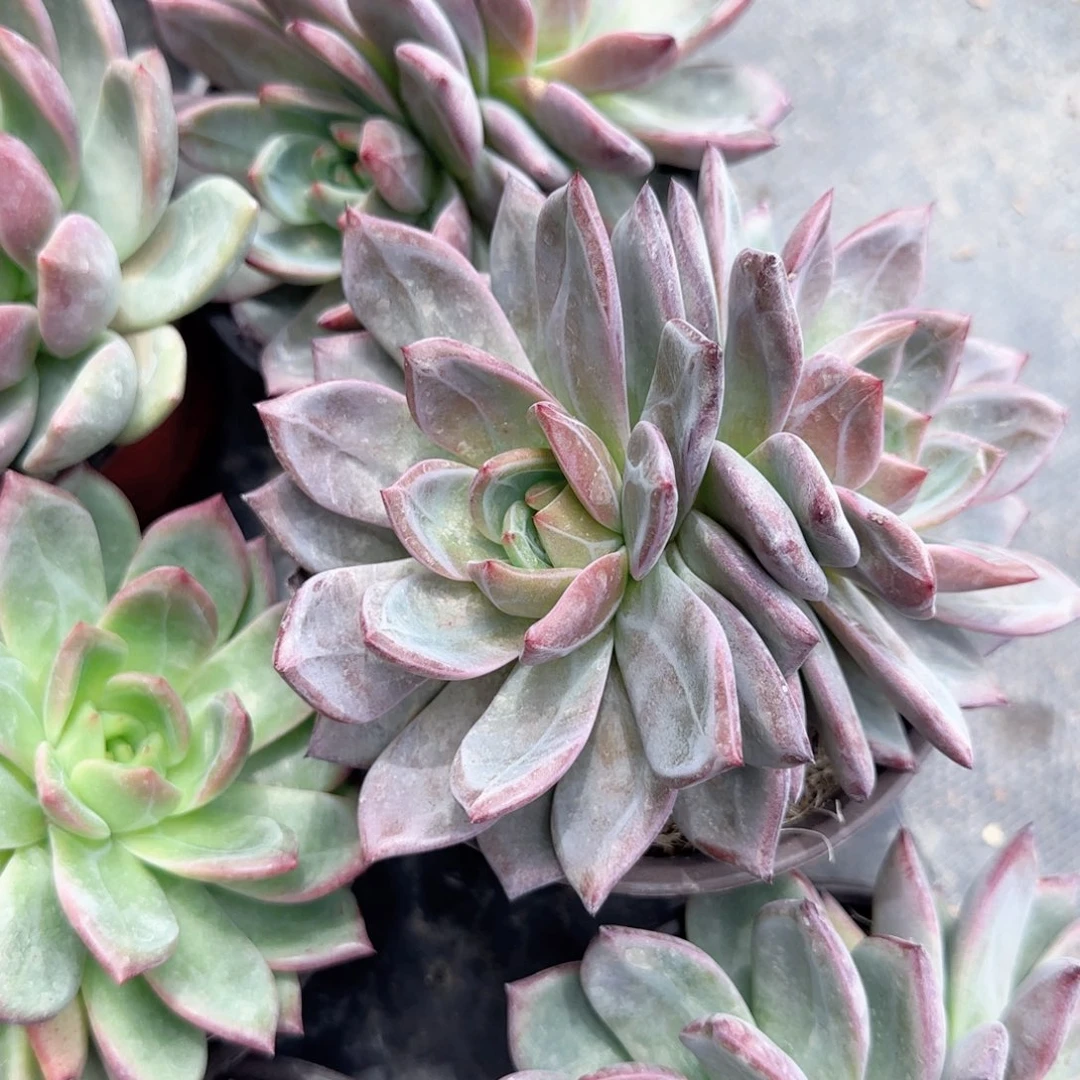 无花朵活动部双头特价多肉