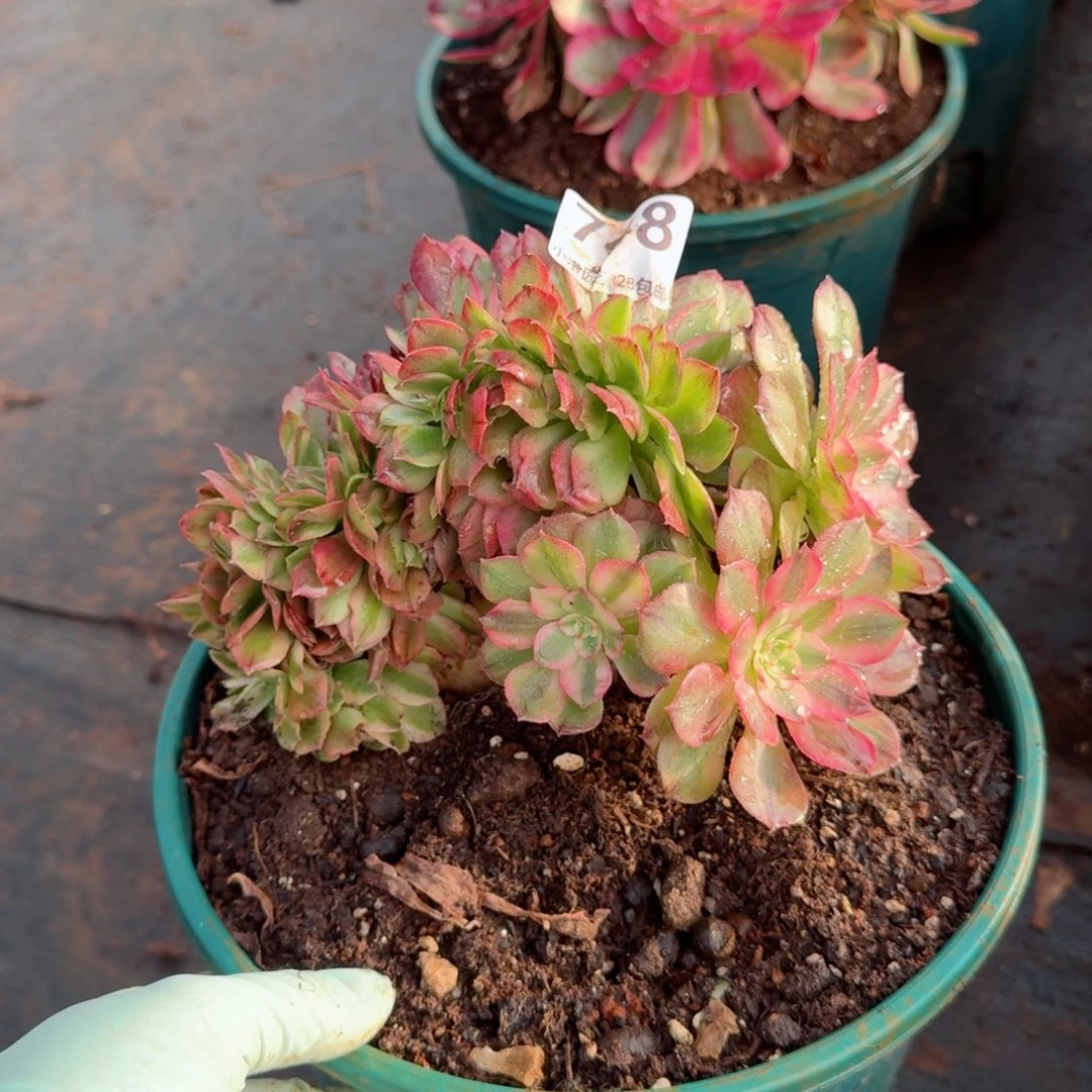 748倾城缀化多肉植物满28包邮