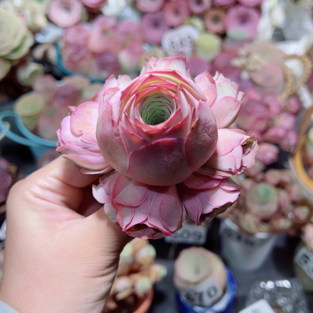 507粉色梦境手捧花。