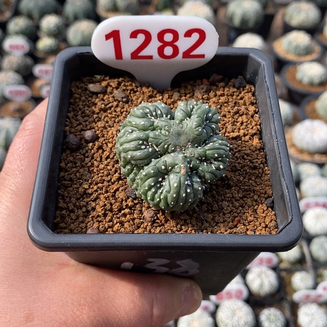 1282兜缀福利福利
